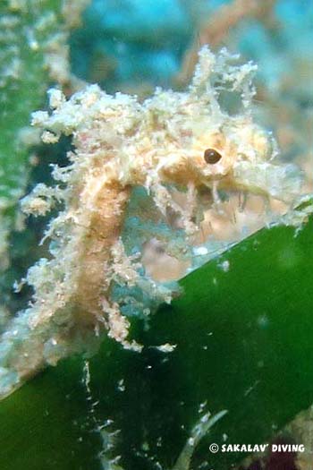 plongée macro syngnathe nosy be
